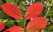  Rachis with terminal appendage